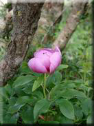 Paeonia broteri