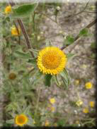 Pallenis spinosa