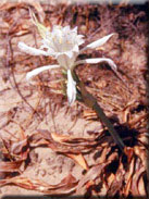 Pancratium maritimum