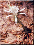 Pancratium maritimum