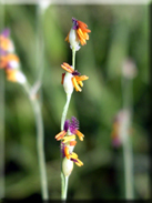 Panicum repens