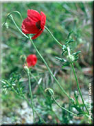 Papaver hybridum