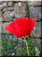 Papaver rhoeas