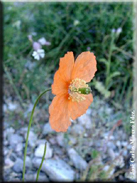 Papaver rupifragum