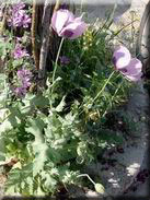 Papaver somniferum