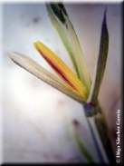 Parapholis pycnantha