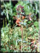 Parentucellia latifolia