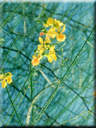 Parkinsonia aculeata
