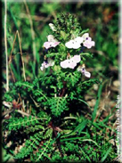 Pedicularis sylvatica subsp. lusitanica