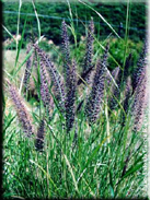 Pennisetum setaceum