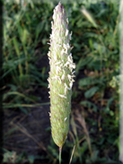 Phalaris coerulescens