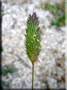 Phalaris minor