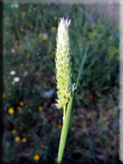 Phalaris paradoxa