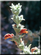 Phlomis composita