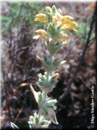 Phlomis crinita subsp. malacitana