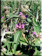 Phlomis herba-venti