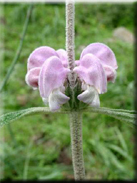 Phlomis purpurea