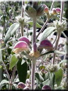 Phlomis x margaritae