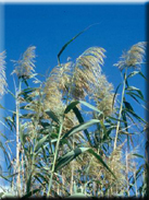 Phragmites australis