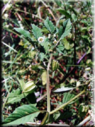 Physalis alkekengi