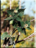 Physalis peruviana