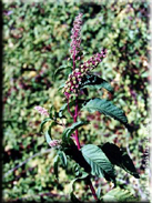 Phytolacca americana