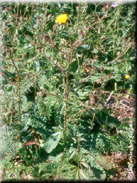 Picris comosa subsp. comosa