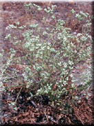 Pimpinella villosa