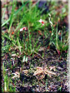 Pinguicula lusitanica