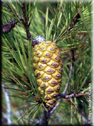 Pinus halepensis