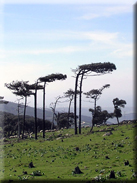 Pinus pinaster