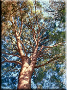 Pinus pinea