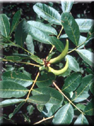 Pistacia terebinthus