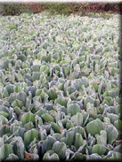 Pistia stratiodes