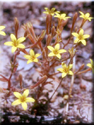 Pistorinia brevifolia