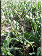 Plantago afra