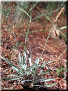 Plantago albicans