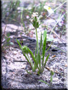 Plantago bellardii