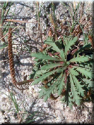 Plantago coronopus subsp. coronopus