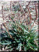 Plantago crassifolia
