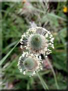 Plantago lagopus