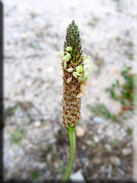 Plantago lanceolata