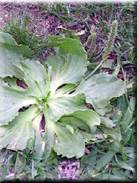 Plantago major