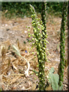 Plantago serraria