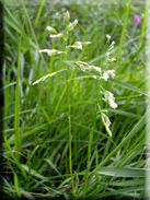 Poa annua