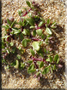 Polycarpon alsinifolium