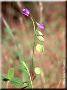 Polygala baetica