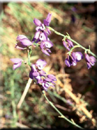 Polygala microphylla