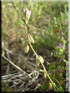 Polygala monspeliaca