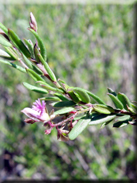 Polygala rupestris